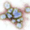 Influenza-Virus